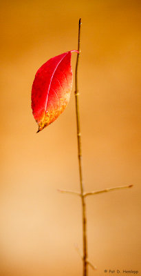 Last leaf