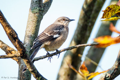 Fall Mockingbird