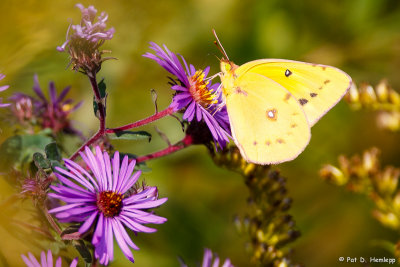 Clouded Yellow butterfly