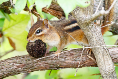 Carrying a walnut