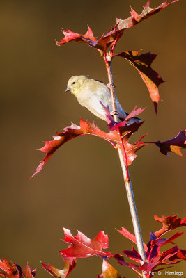 Autumn Goldfinch