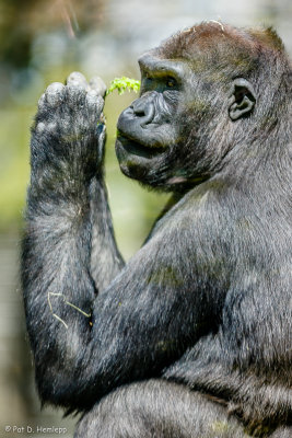 Eating greens