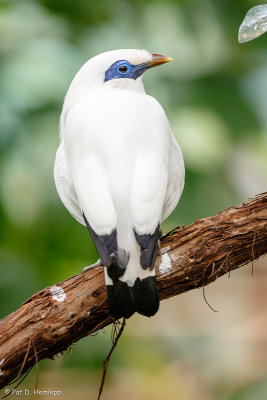 Bali Myna