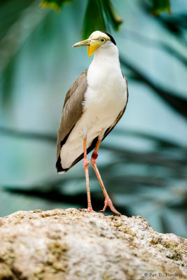 Lapwing