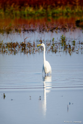 Wetlands reflection