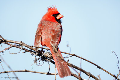 Cardinal in morning