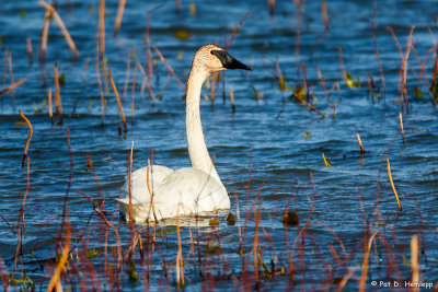 Swan on blue