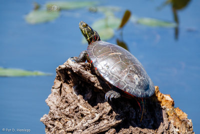 Turtle in sun