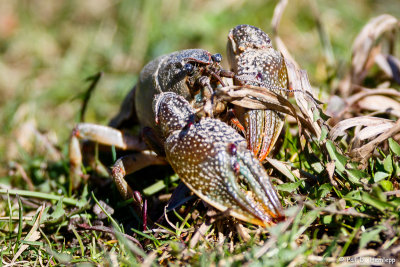 Crawling crayfish