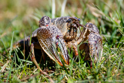 Crayfish in grass