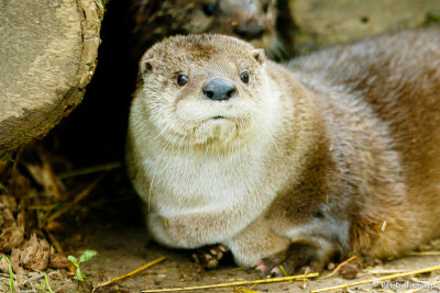 Otter at rest