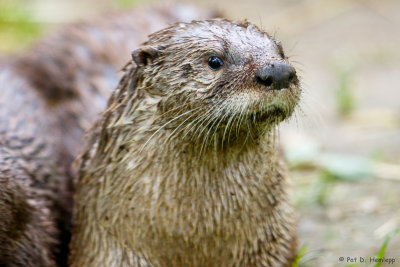 River otter