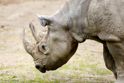 Rhino profile