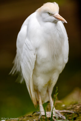 Cattle Egret