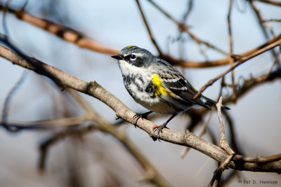 In a tree