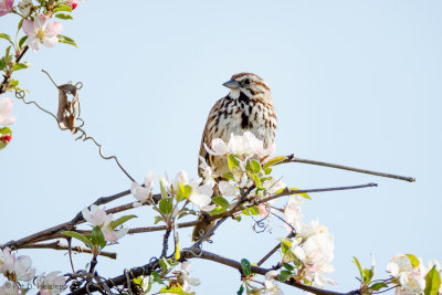 Sparrow and flowers