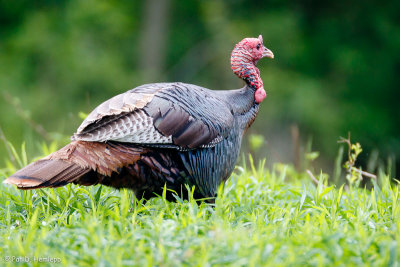 Turkey in grass