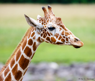 Giraffe portrait