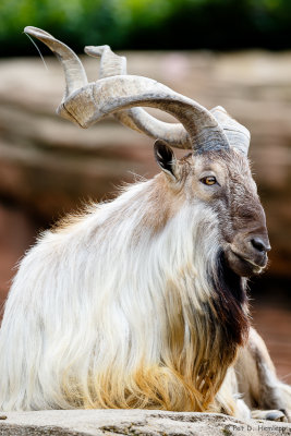 Markhor at rest