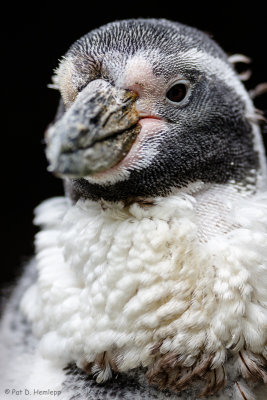 Penguin up close