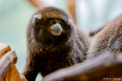 Titi monkey