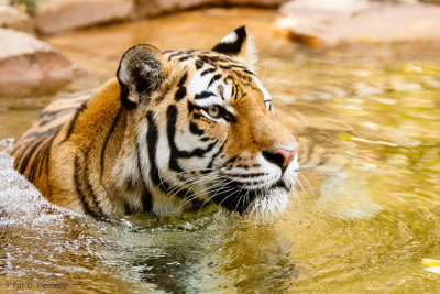 Tiger in water