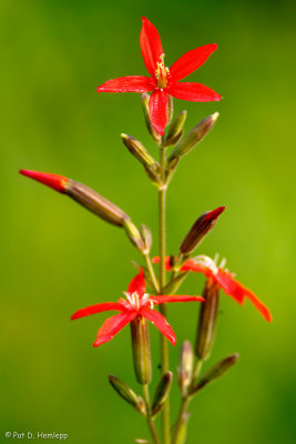 Royal catchfly