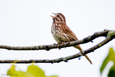 Singing from a branch