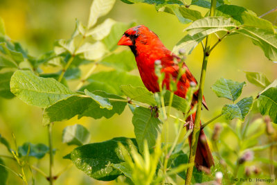 Molting Cardinal
