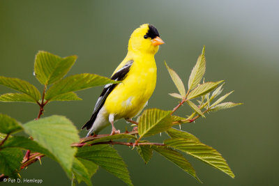 Alert Goldfinch