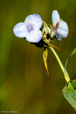 Spiderwort