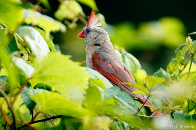 Cardinal in leaves