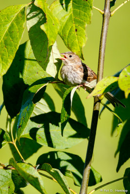 Young Field Sparrow