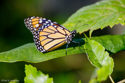 Monarch on green