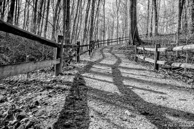 Shadows on a trail