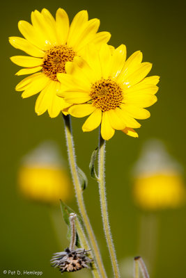Pair of sunflowers
