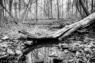 Fallen tree