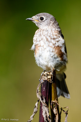 Young Bluebird