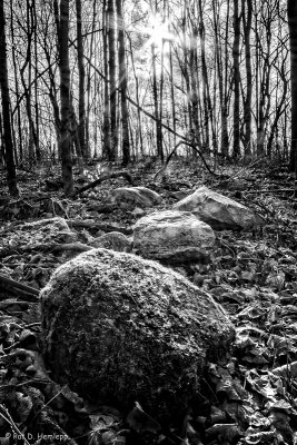 Rocks in woods
