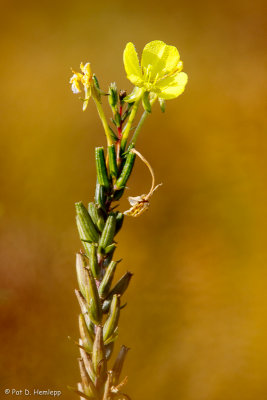 Common evening-primrose