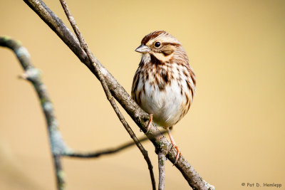 Quiet Sparrow