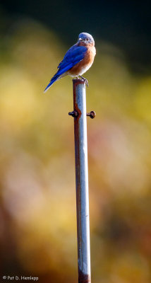 Top of the pole