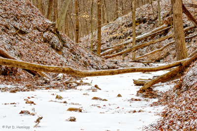 Stream and trees