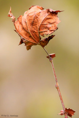 Hanging on