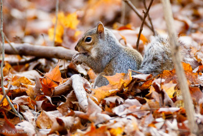 Squirrel and leaves