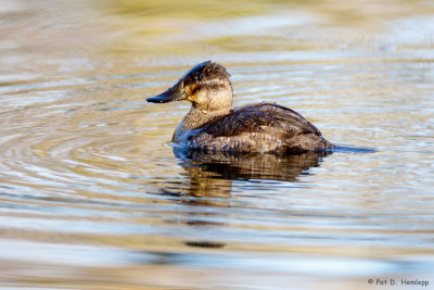 Female Ruddy Duck