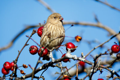 Finch and berries