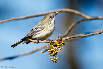 Displaying a seed