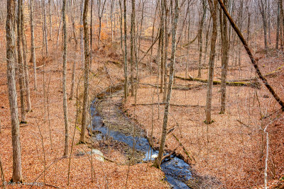 Stream through woods