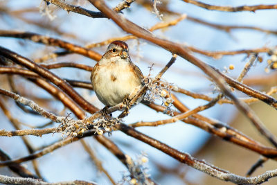 Sparrow in tree